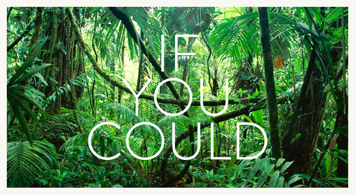 If You Could - Identity - In the jungle