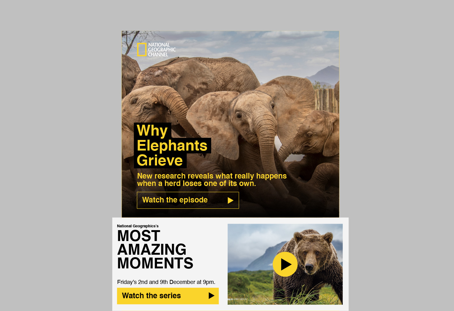 Elephants