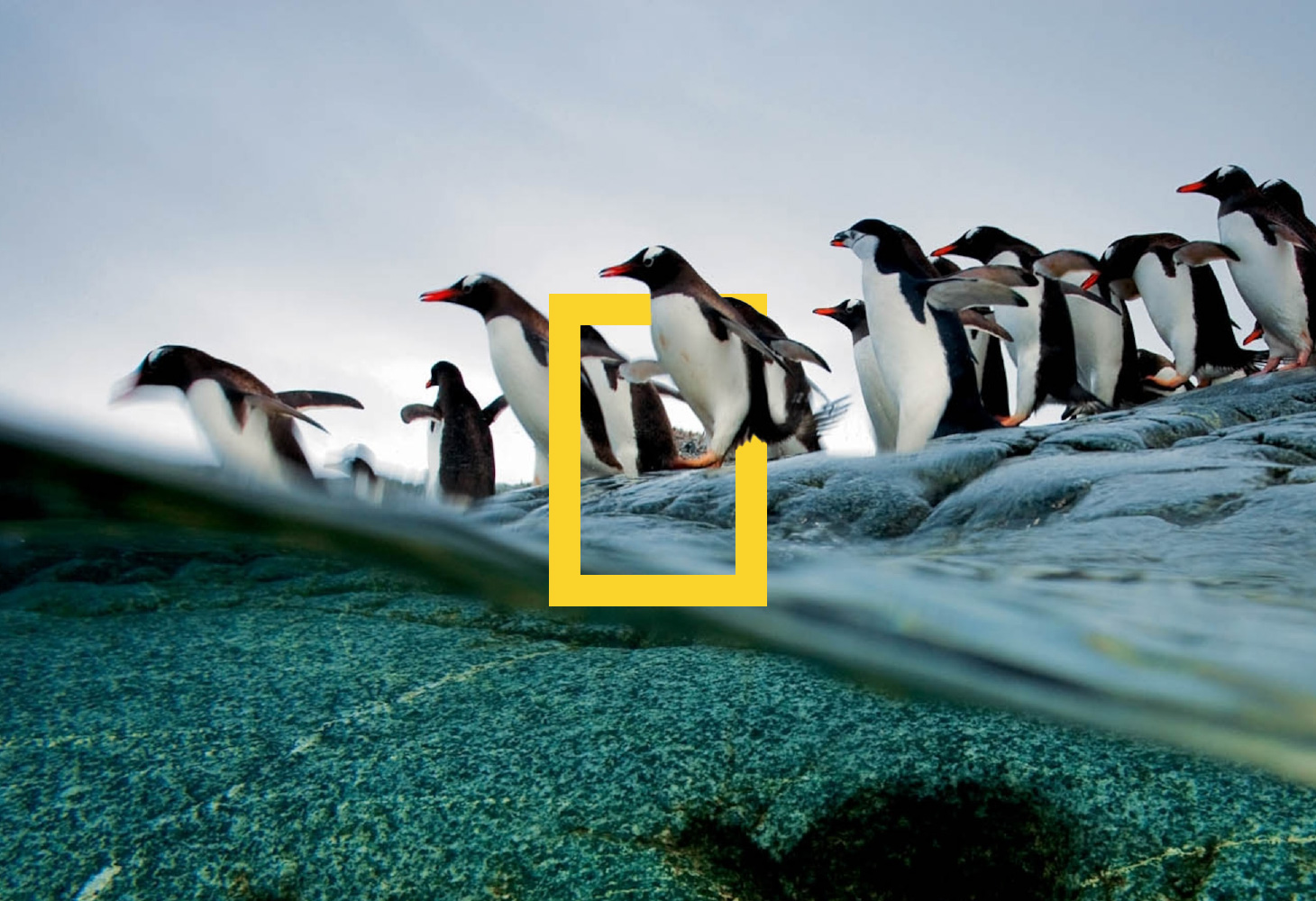 Penguins