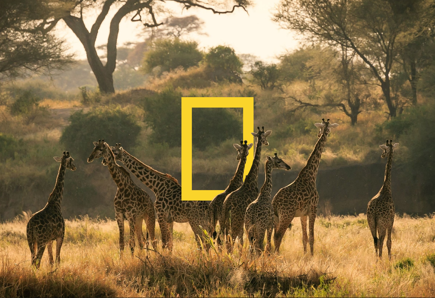 Giraffes